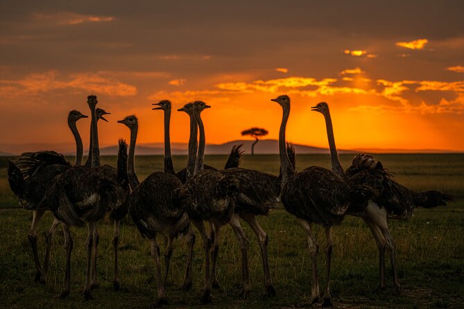 4-Day Private Masai Mara Kenya Safari Tour - Additional Info