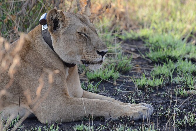 4-Day QENP, Gorillas in Bwindi and Lake Bunyonyi Relaxation