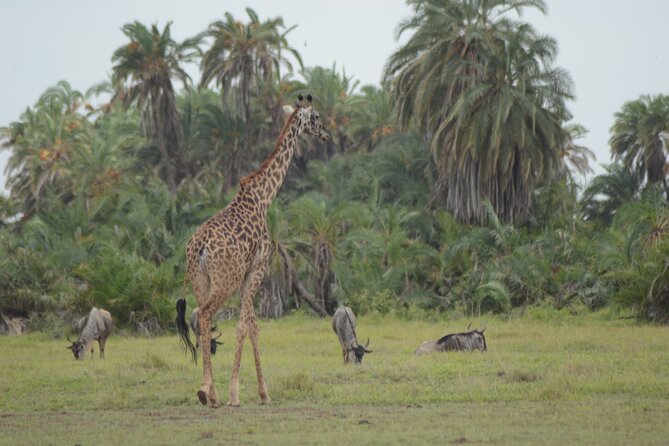 4-Day Safari to Tsavo and Amboseli From Diani Beach - Wildlife Sightings and Activities