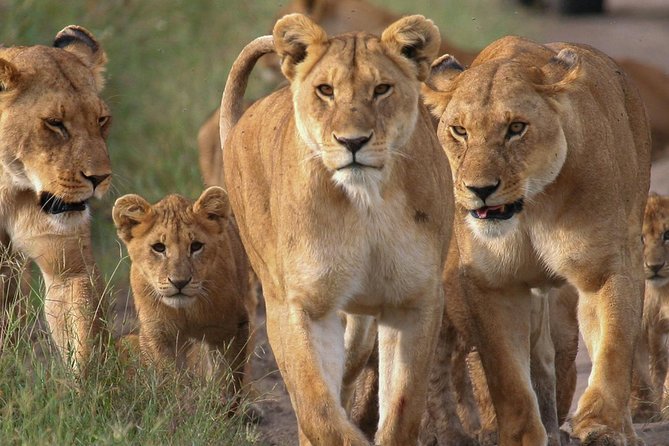 4-Day Small Group Maasai Mara and Lake Nakuru Safari Without Fees - Accommodations and Inclusions