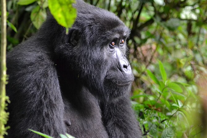 4 Day Tour Kibale Forest National Park and Gorilla Trekking