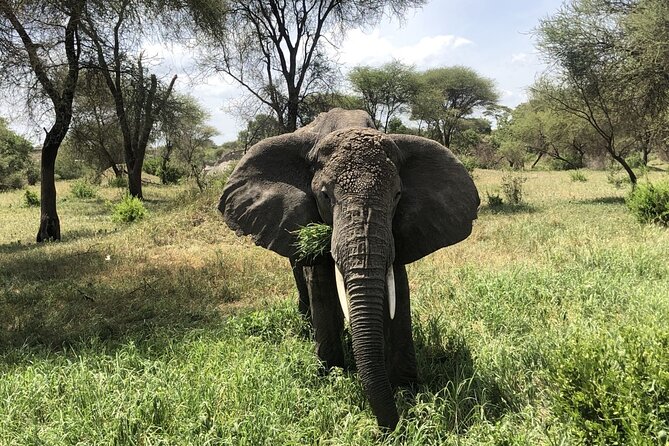 4 Days 3 Nights Budget Camping Safari (Tara, Serengeti, Ngoro) - Camping Accommodations