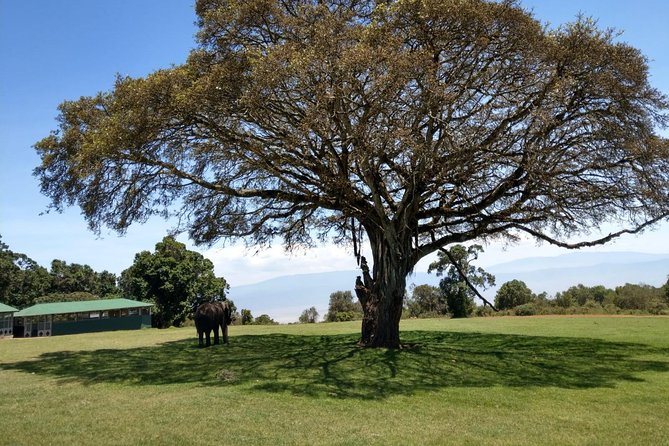 4 Days Amazing Serengeti - Day 1: Arrival and Safari Beginnings