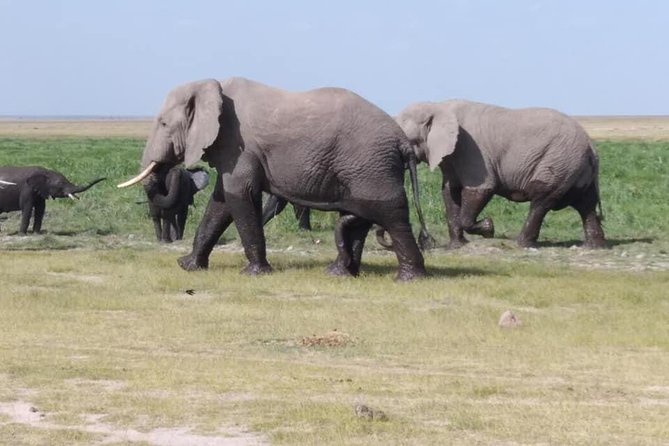 4 Days Best of Kenya Safaris (Tsavo East, Amboseli and Tsavo West.) - Accommodation and Meals