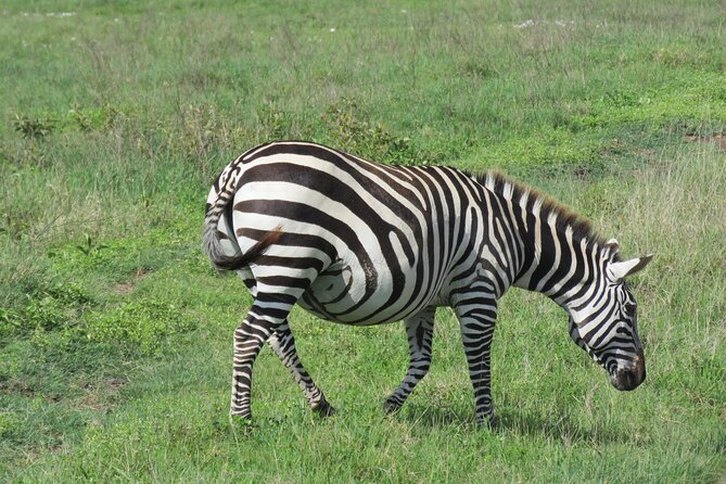 4 Days Joining Safari : Lake Manyara, Serengeti & Ngorongoro - Safari Itinerary Highlights