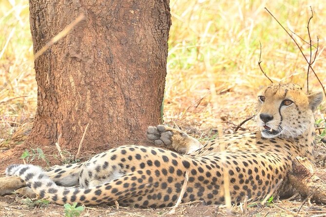 4 Days Kidepo Savannah Wildlife Safari