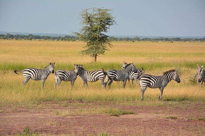 4 Days - Lake Manyara, Serengeti and Ngorongoro Crater - Itinerary Highlights