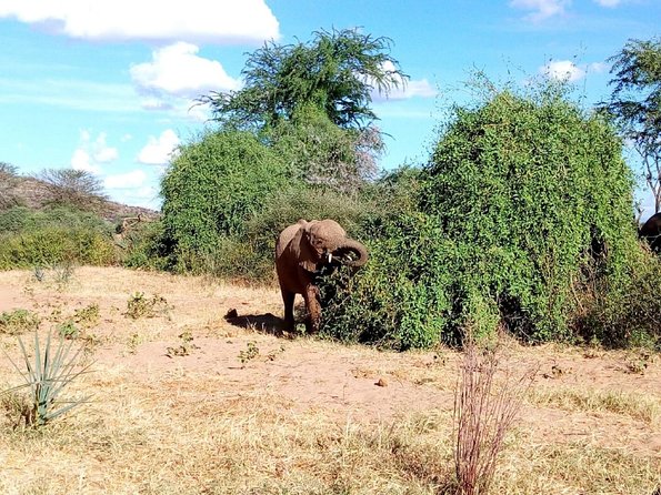 4 Days Manyara, Serengeti & Ngoro Ngoro to Lodges - Accessibility and Child Policy