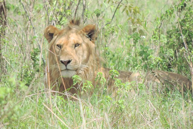 4 Days Masai Mara & Lake Nakuru Budget Safari From Nairobi - Accommodation Details