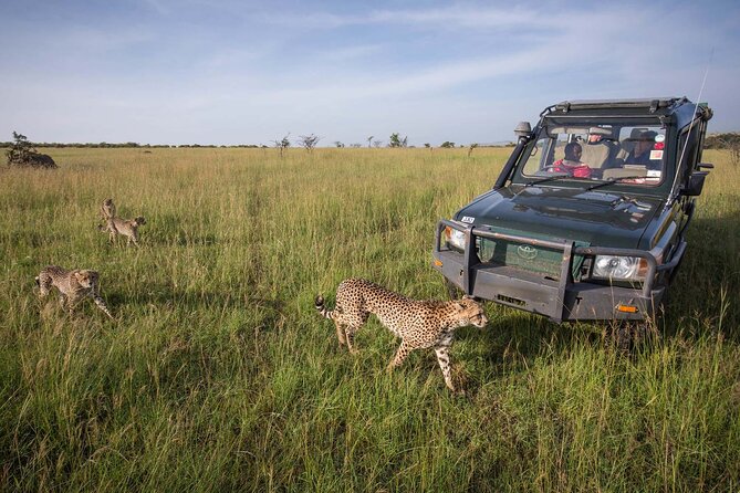 4 Days Mid Luxury Safari, Lake Nakuru and Masai Mara. - Booking Information and Policies