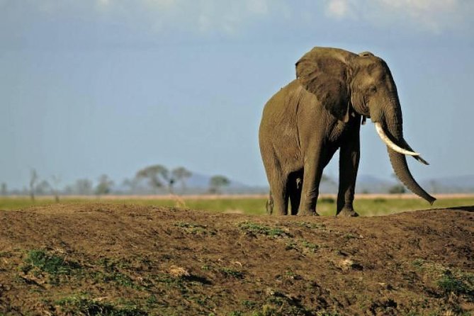 4 Days Mikumi & Udzungwa National Parks Safari - Wildlife Encounters and Sightings
