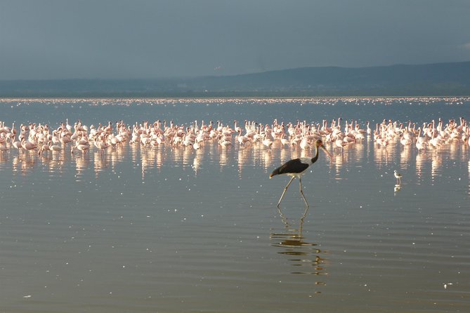 4 Days Safari to Lake Nakuru N/P and Maasai Mara N/R - Accommodation and Meals