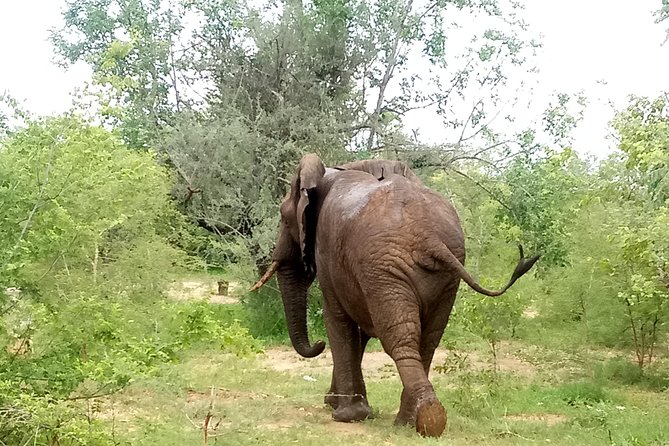 4 Days Safari to Mikumi NP and Udzungwa Mountain NP Mid - Range Accommodation - Inclusions Provided