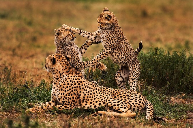 4 Days Serengeti and Ngorongoro Crater Tanzania Tour - Tour Itinerary