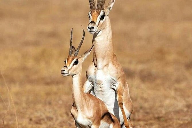 4 Days Tanzania Authentic Camping | Lodge Safari