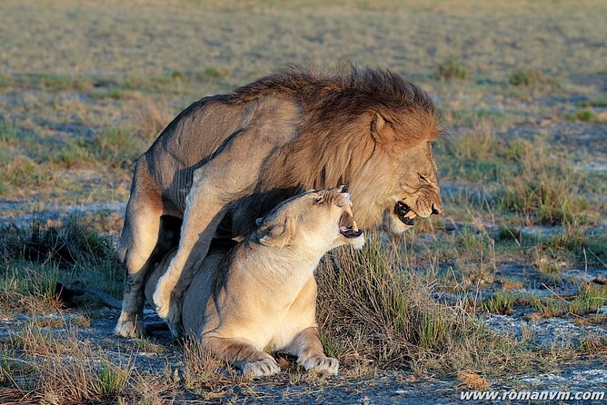 4 Days Tanzania Luxury Camping Safari - Itinerary Highlights