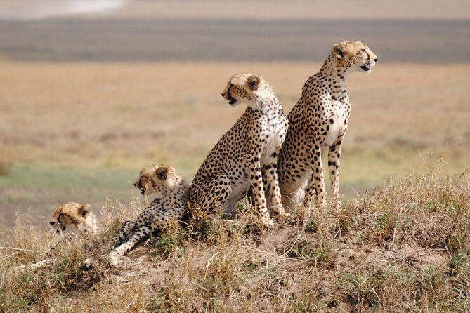4 Days Tanzania National Parks Private Safari From Zanzibar - Meeting and Pickup Details