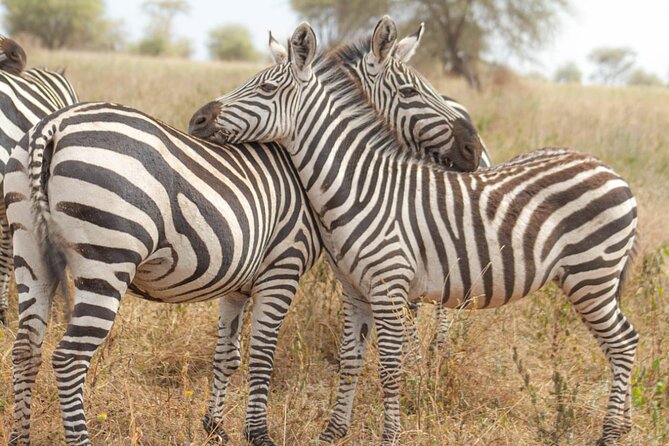 4 Days Tanzania Safari - Safari Itinerary