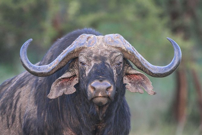 4 Days Tanzania Safari- Lake Manyara NP, Serengeti Np and Ngorongoro Crater - Camping Experience