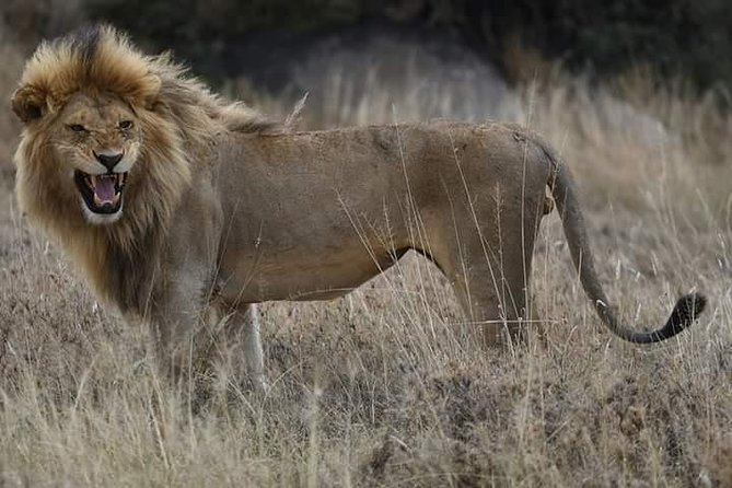 4 Days Tanzania Safari - Safari Activities