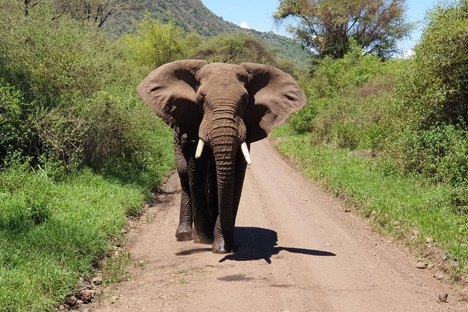 4 Days Tarangire / Serengeti / Ngorongoro & Manyara - Pricing and Inclusions