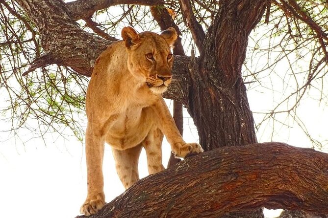 4 Days Tour Masai Mara Game Reserve From Diani by Air - Accommodation Details