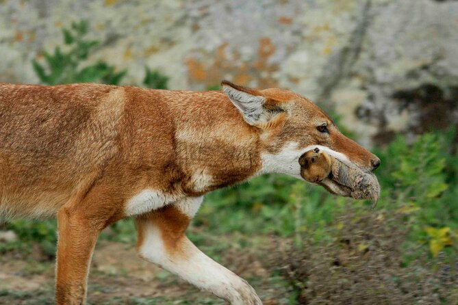 4 Days Trek in Bale Mountains National Park - Wildlife Encounters in the Park