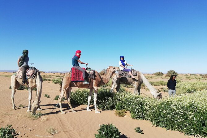 4 Days Trek - the Legs of Camels - Transportation Options to MHamid