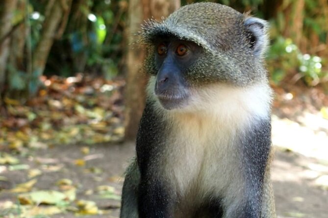 4 Days Trekking to Mt Kenya.Sirimon-Naromoru Route. - Trekking Route Overview