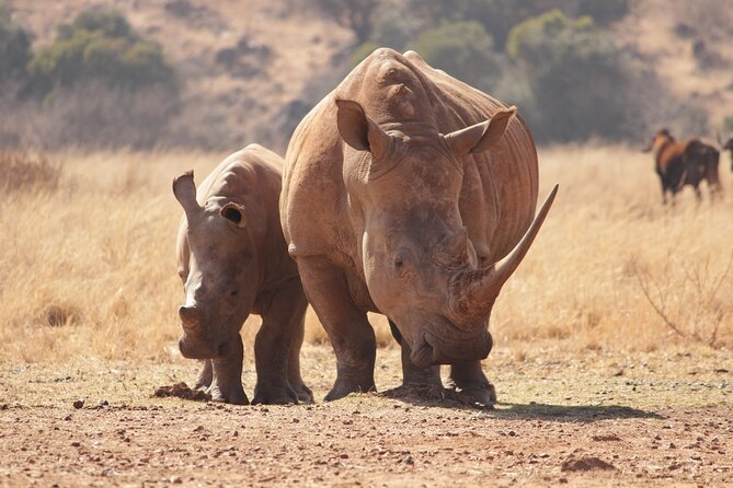 4 Hours Group Joining to Nairobi National Park Morning Game Drive - Included Amenities and Services