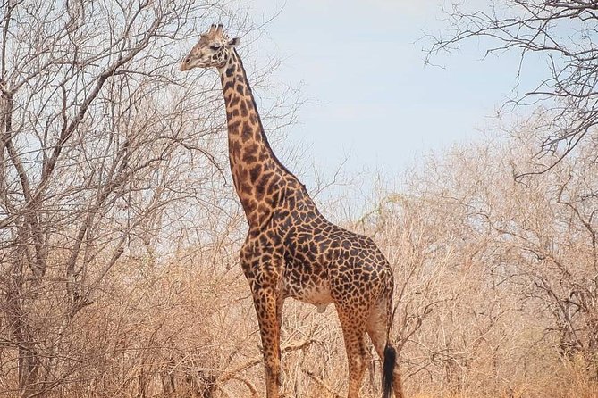 4days 3nights Safari to Mikumi, Ruaha National Park and Maasai Village - Inclusions and Exclusions