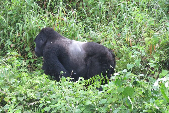 5-Day Bwindi Gorilla and Chimpanzee Trekking Safari in Uganda