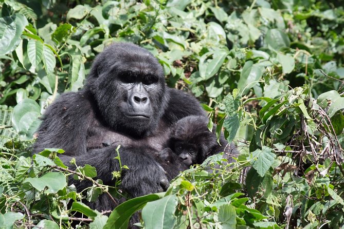 5 Day Gorillas and White Water Rafting Uganda Safari Adventure - White Water Rafting Adventure