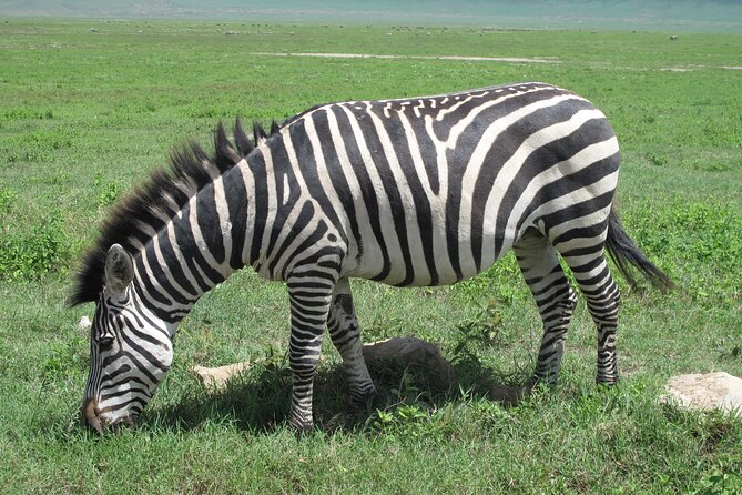 5-Day Lake Manyara, Serengeti, Ngorongoro Crater and Tarangire - Day 2: Serengeti National Park