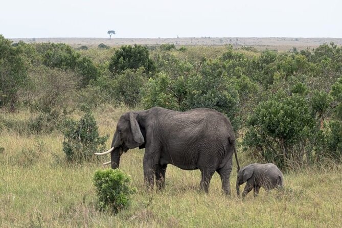 5-Day Masai Mara Lake Nakuru and Naivasha Small-group Safari Tour - Meals Included