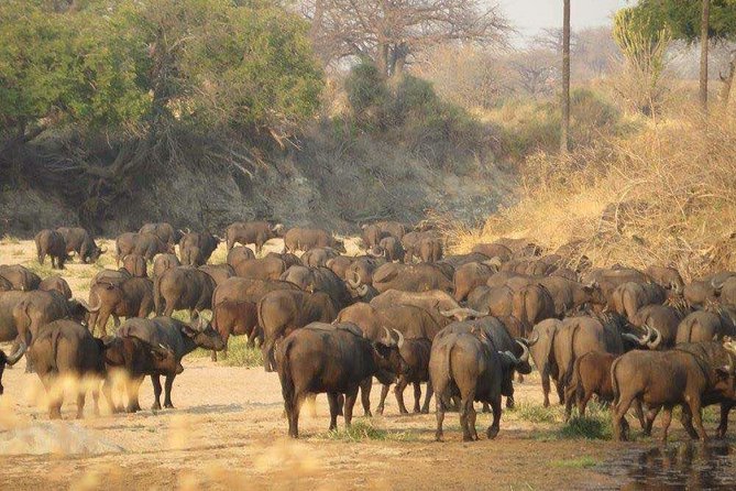 5-Day Mikumi and Ruaha National Park Safari