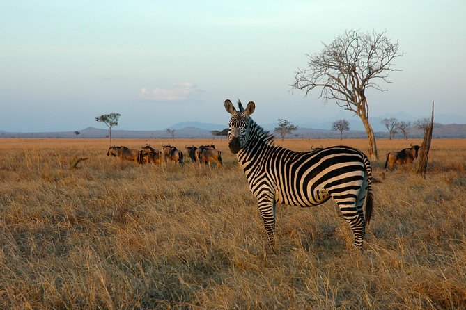 5-Day Mikumi & Ruaha Tanzania Wildlife Lodge Safari - Accommodation Details