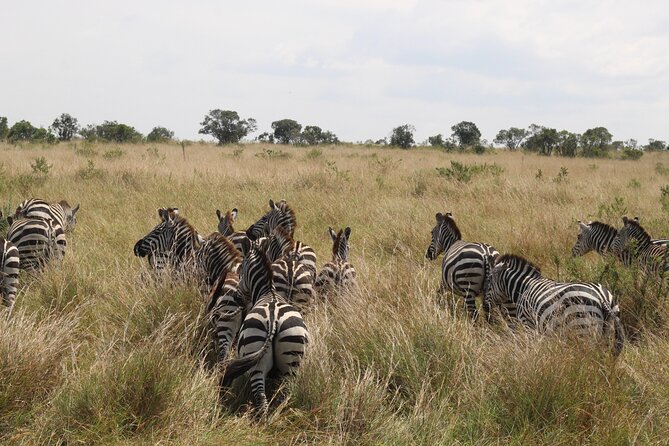 5-Day Private Tour in Kenyas Best Game Parks - Tour Itinerary Overview