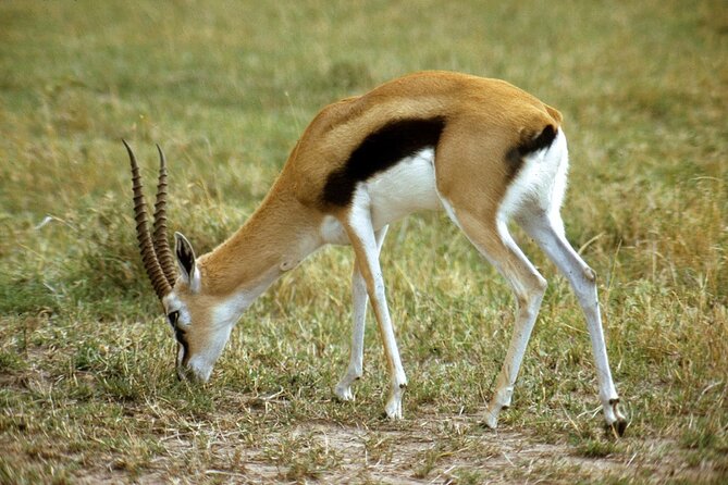 5-Day Private Tour Mikumi National Park and Selous Game Reserve - Meals Included