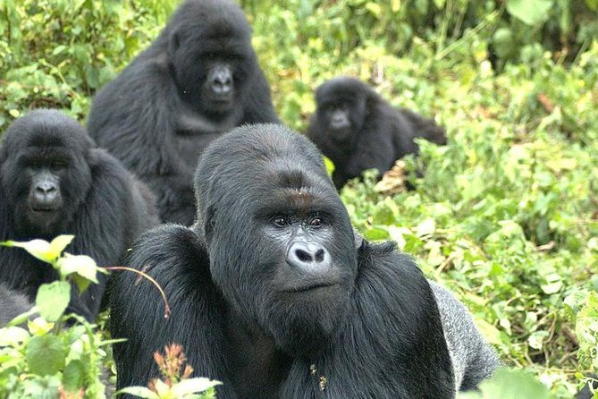 5 Day Rwanda Gorilla and Lake Kivu Safari - Gorilla Trekking Experience