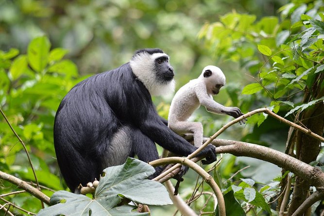 5 Days Adventurous Wildlife Safari in Mole National Park, Ghana