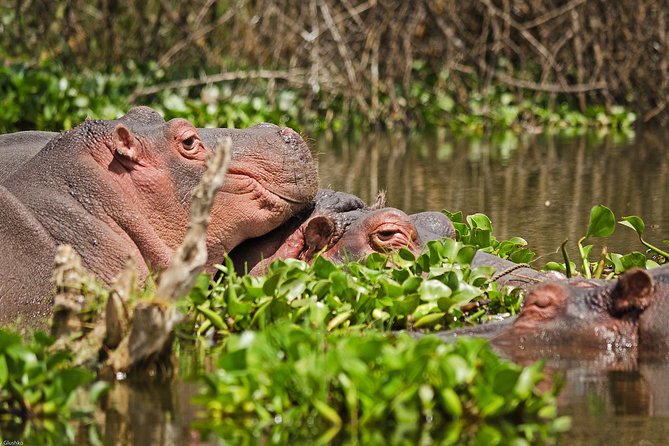 5 Days Best Of Kenya Safari - Safari Itinerary Highlights