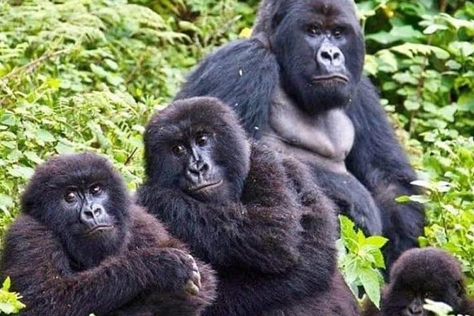 5-Days Bwindi NP & Kibale NP Tour in Uganda - Cancellation Policy