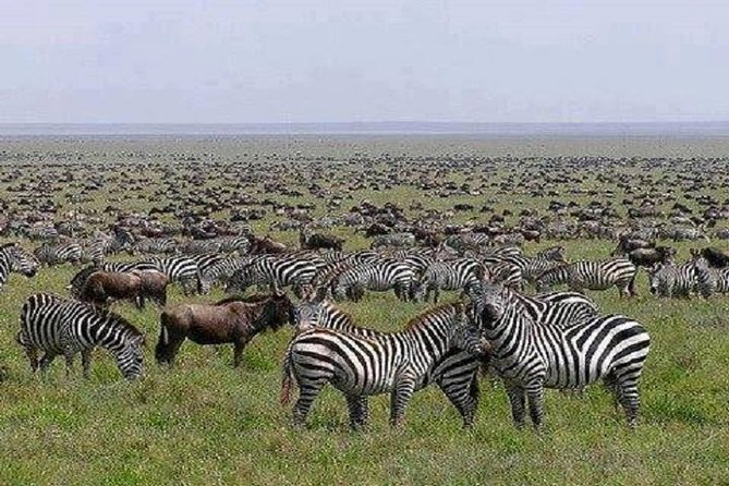 5 Days Excellent Wildlife Safari in Serengeti and Ngorongoro Crater, Tanzania - Pickup Details