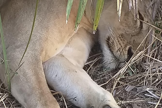5 Days Explore Selous Game Reserve - Itinerary for 5-Day Tour