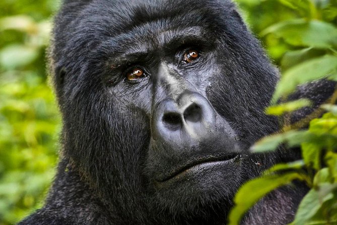 5 Days Gorilla & Wildlife Safari in Uganda - Safari Inclusions and Experiences