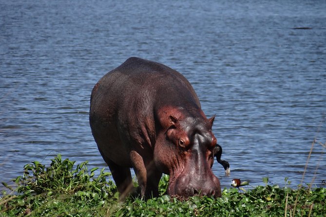 5 Days Gorillas and Chimpanzee Tracking - Cancellation Policy Overview
