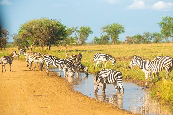 5 Days Lodge Safari. - Dining Experience and Meals Included