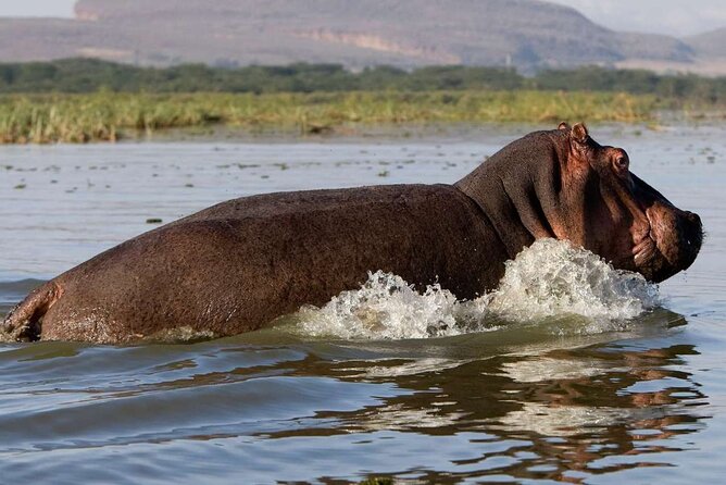 5 Days Masai Mara, Lake Nakuru & Naivasha Budget Joining Safari - Tour Itinerary Highlights