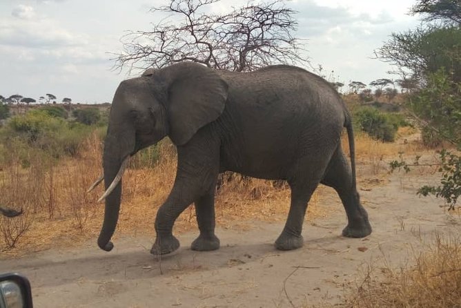 5 Days Mikumi, Ruaha And Udzungwa From Dar Es Salaam